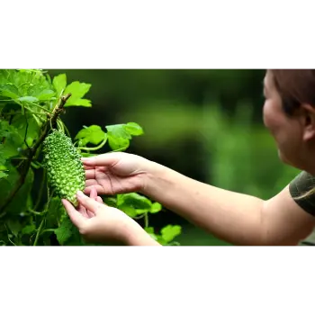 bitter gourd (6)-4472146-23189.webp